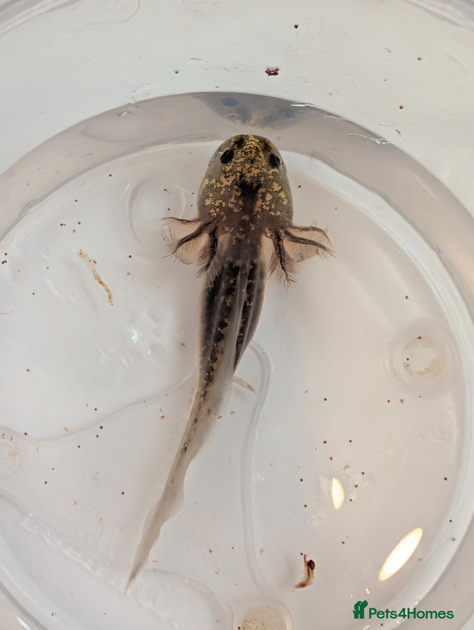 Axolotl reptiles Beautiful clutch of baby hypo Axolotls  - Advert 11
