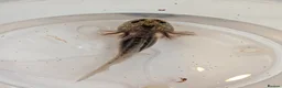 Axolotl reptiles for sale: Beautiful clutch of baby hypo Axolotls  - Advert 3