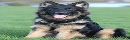 German Shepherd dogs for stud: German Shepherd stud in Basildon - Advert 3