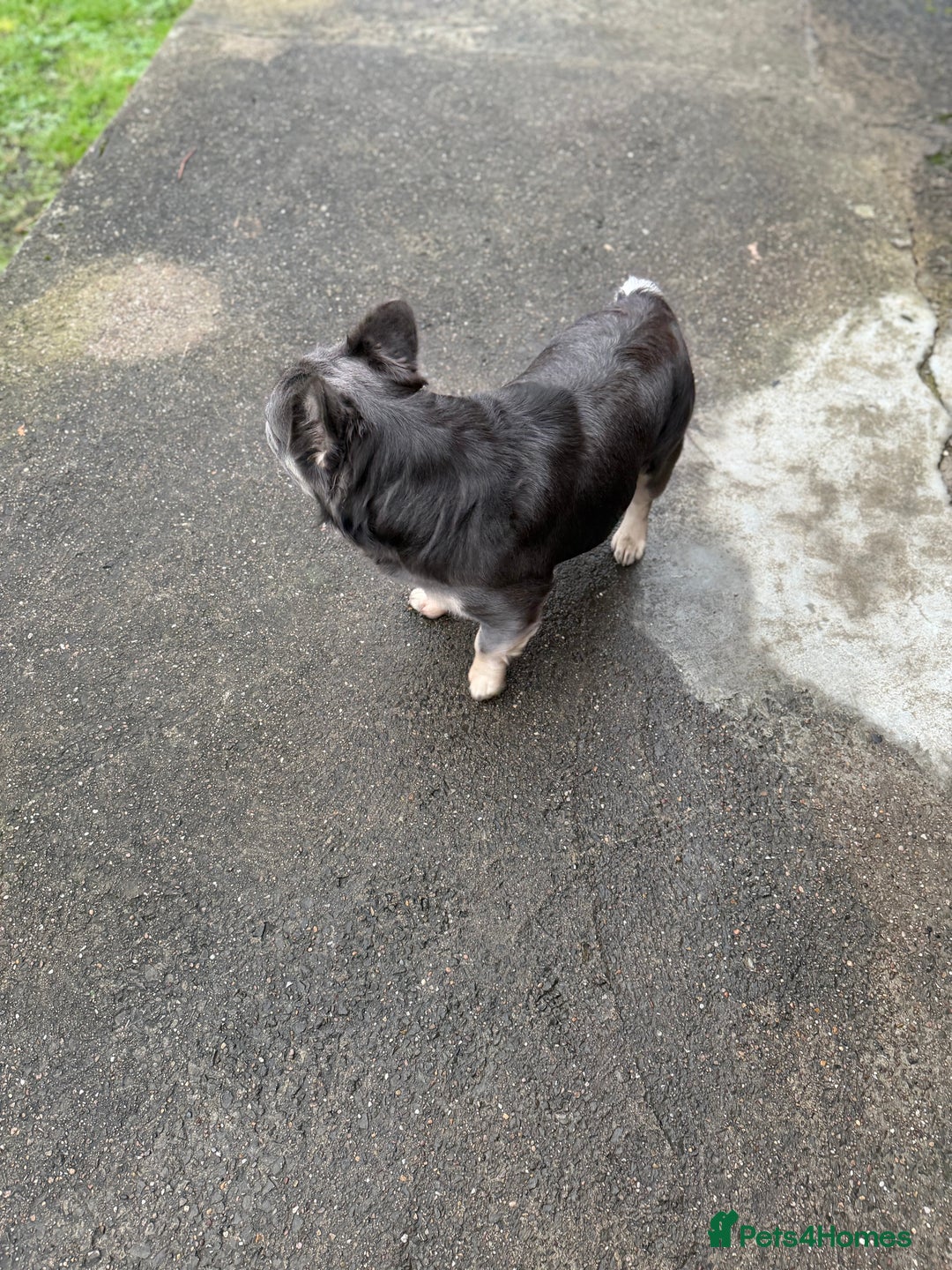 French Bulldog dogs for sale: Fluffy frenchie  - Advert 4