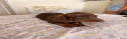 Miniature Dachshund dogs for sale:  Adorable Dachshund Puppies 🐶  - Advert 2