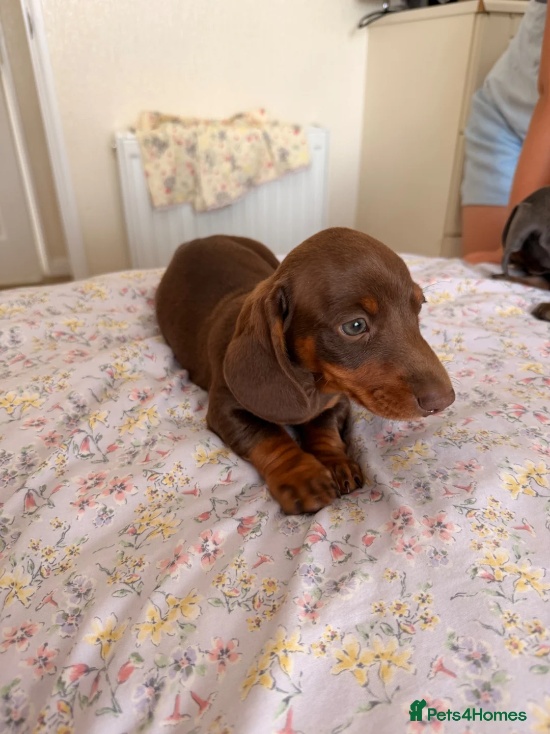 Miniature Dachshund dogs for sale:  Adorable Dachshund Puppies 🐶  - Advert 2