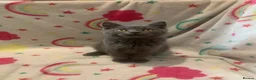 Scottish Fold cats for sale: Lovely & Energetic, Blue Scottish Straight Kitten! - Advert 1