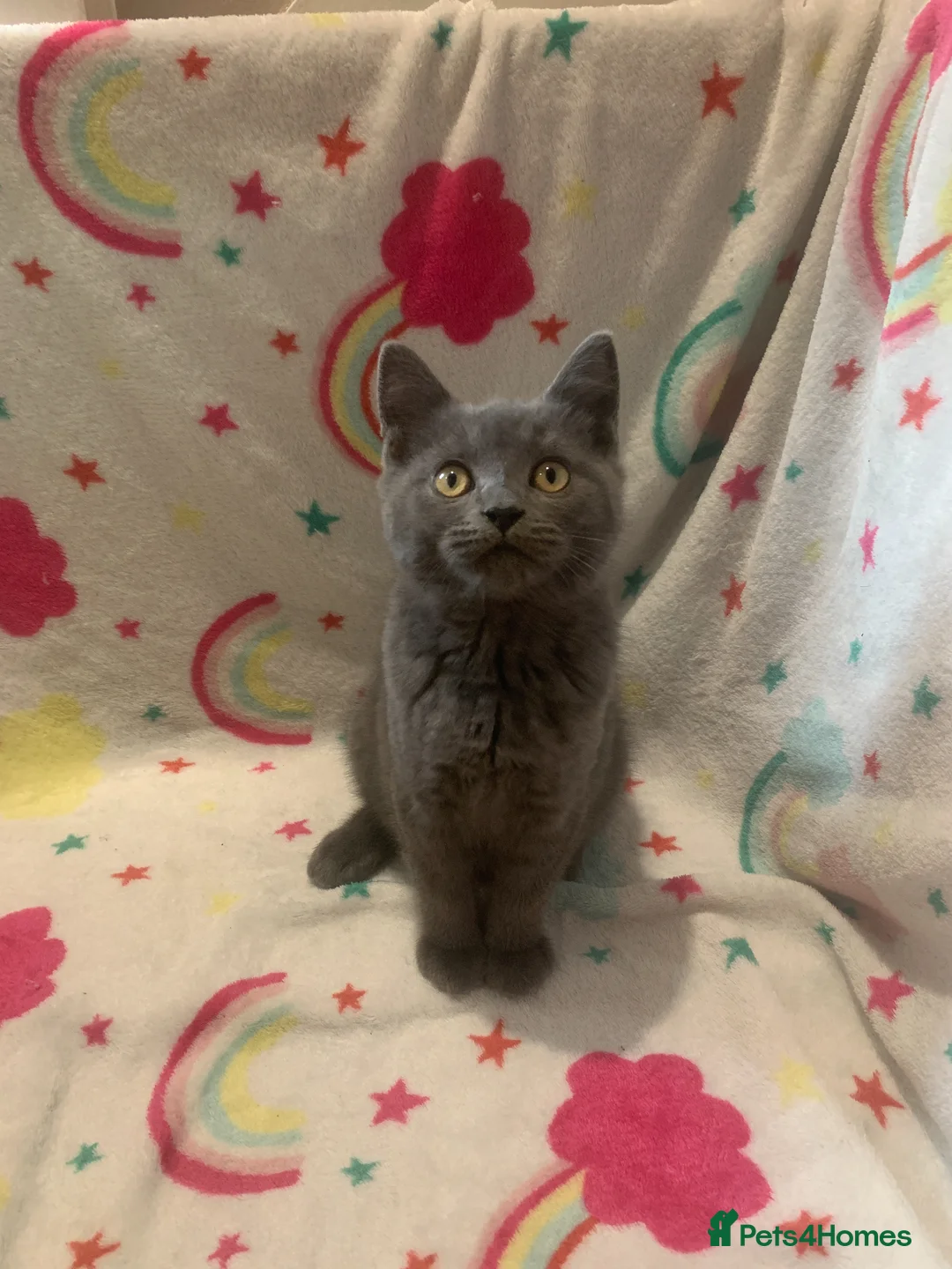 Scottish Fold cats for sale: Lovely & Energetic, Blue Scottish Straight Kitten! - Advert 1