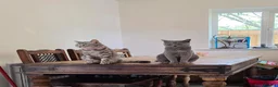Mixed Breed cats for sale: Bengal cross and British short haired  - Advert 3