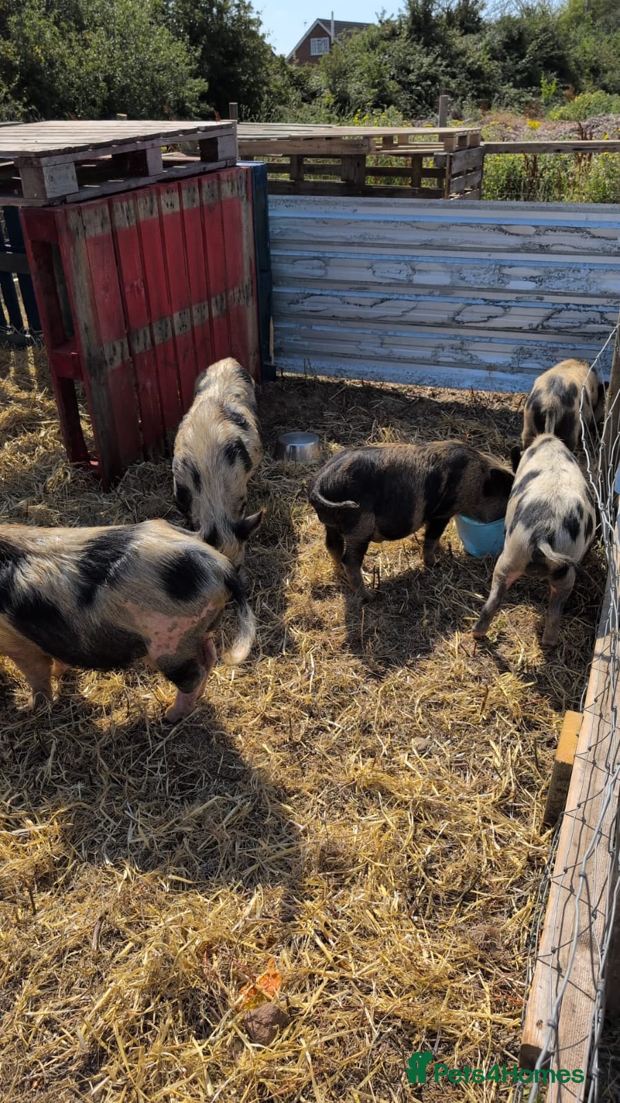 Pig livestock Kune kune cross boys  - Advert 7