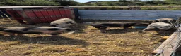 Pig livestock for sale: Kune kune cross boys  in Frinton-on-Sea - Advert 1