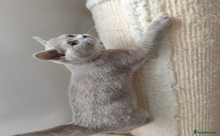 British Shorthair cats - Advert 7