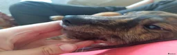Lurcher dogs for sale: Beautiful Working Stock Male Lurcher Puppy - Advert 4
