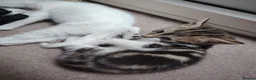Mixed Breed cats for sale: Beautiful kittens for sale  - Advert 6