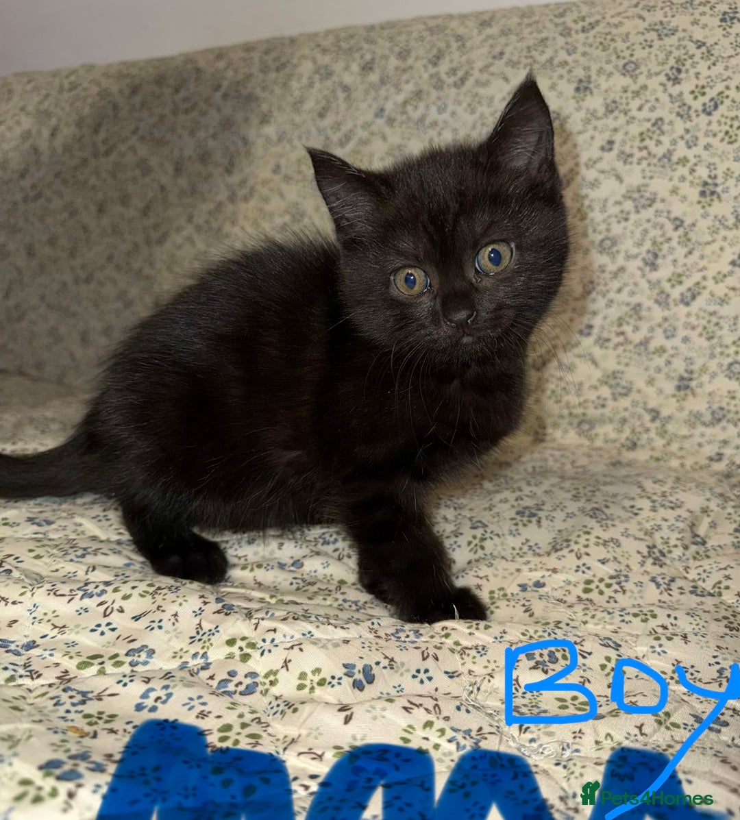 Mixed Breed cats for sale: Kittens 🐈‍⬛  - Advert 7