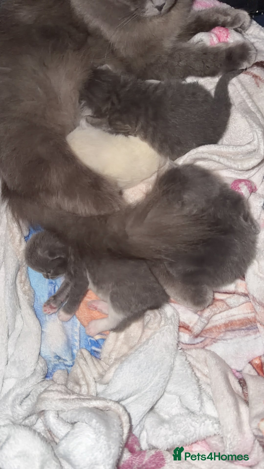 Ragdoll cats for sale: British longhair x ragdoll kittens✨ - Advert 5