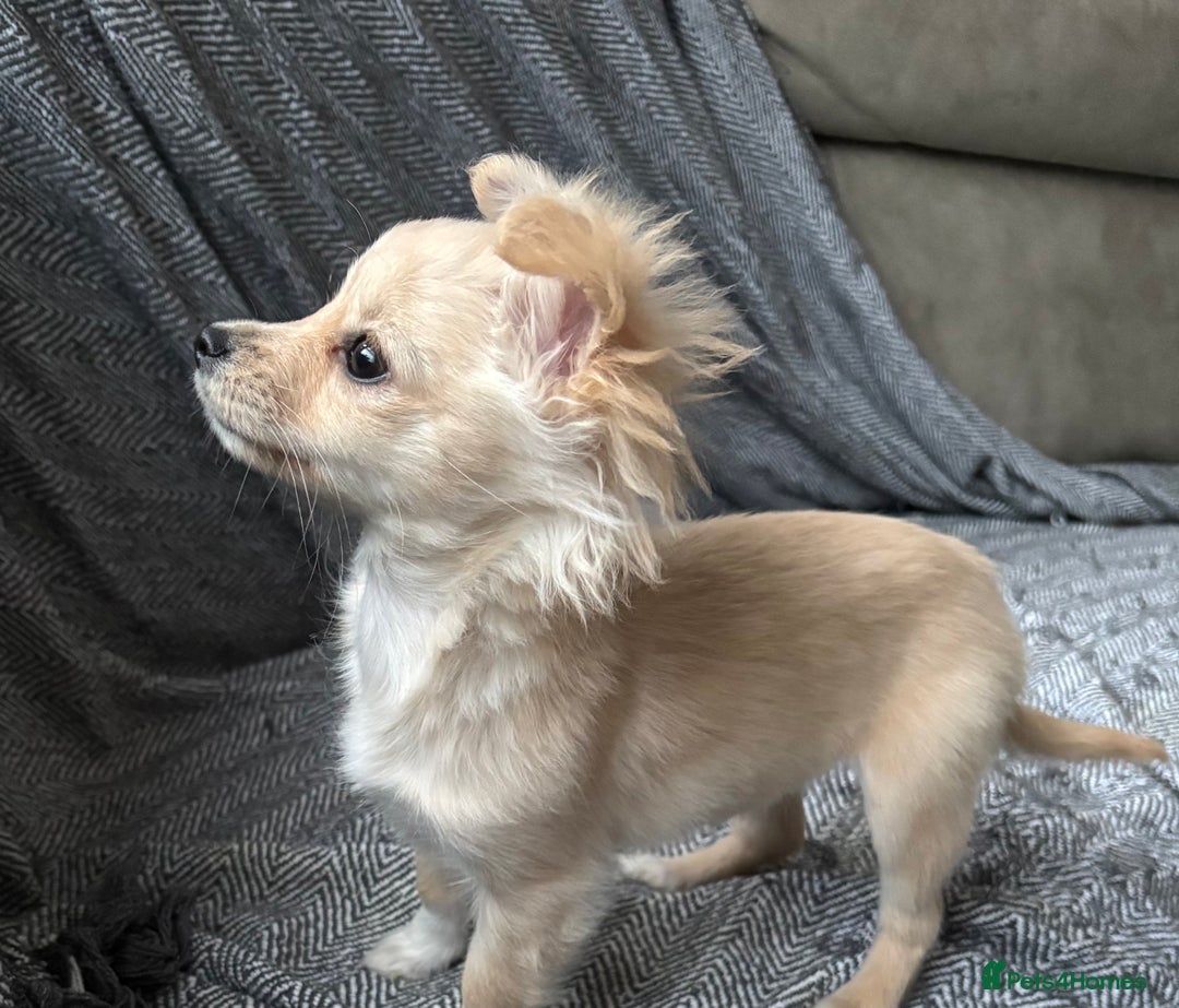 Chihuahua dogs for sale: Two beautiful fluffy chi girls  - Advert 6