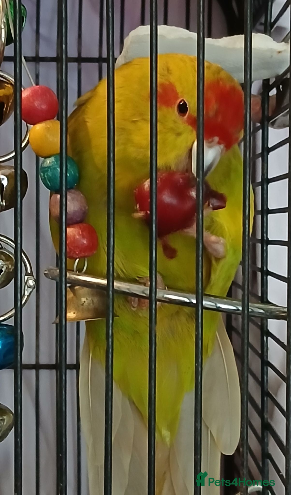 Parakeets birds Kakariki hens kakariki hen - Advert 3