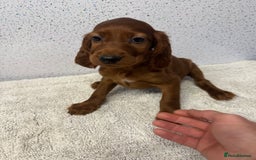 Irish Setter dogs for sale: Out standing litter of kc reg Irish setters - Image 22