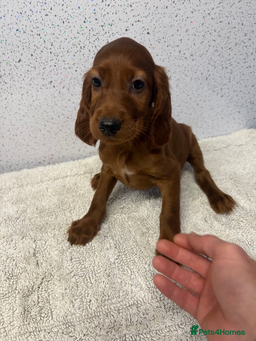 Irish Setter dogs for sale: Out standing litter of kc reg Irish setters - Image 22