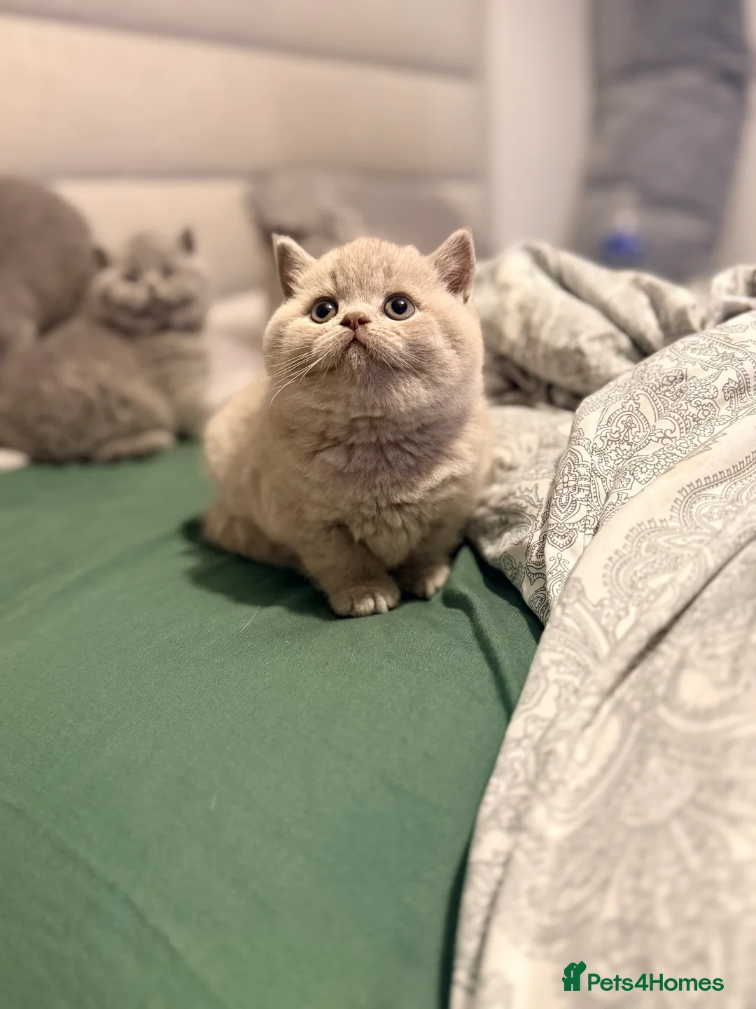 British Shorthair cats for sale: British Shorthair Kittens in Northolt - Advert 5