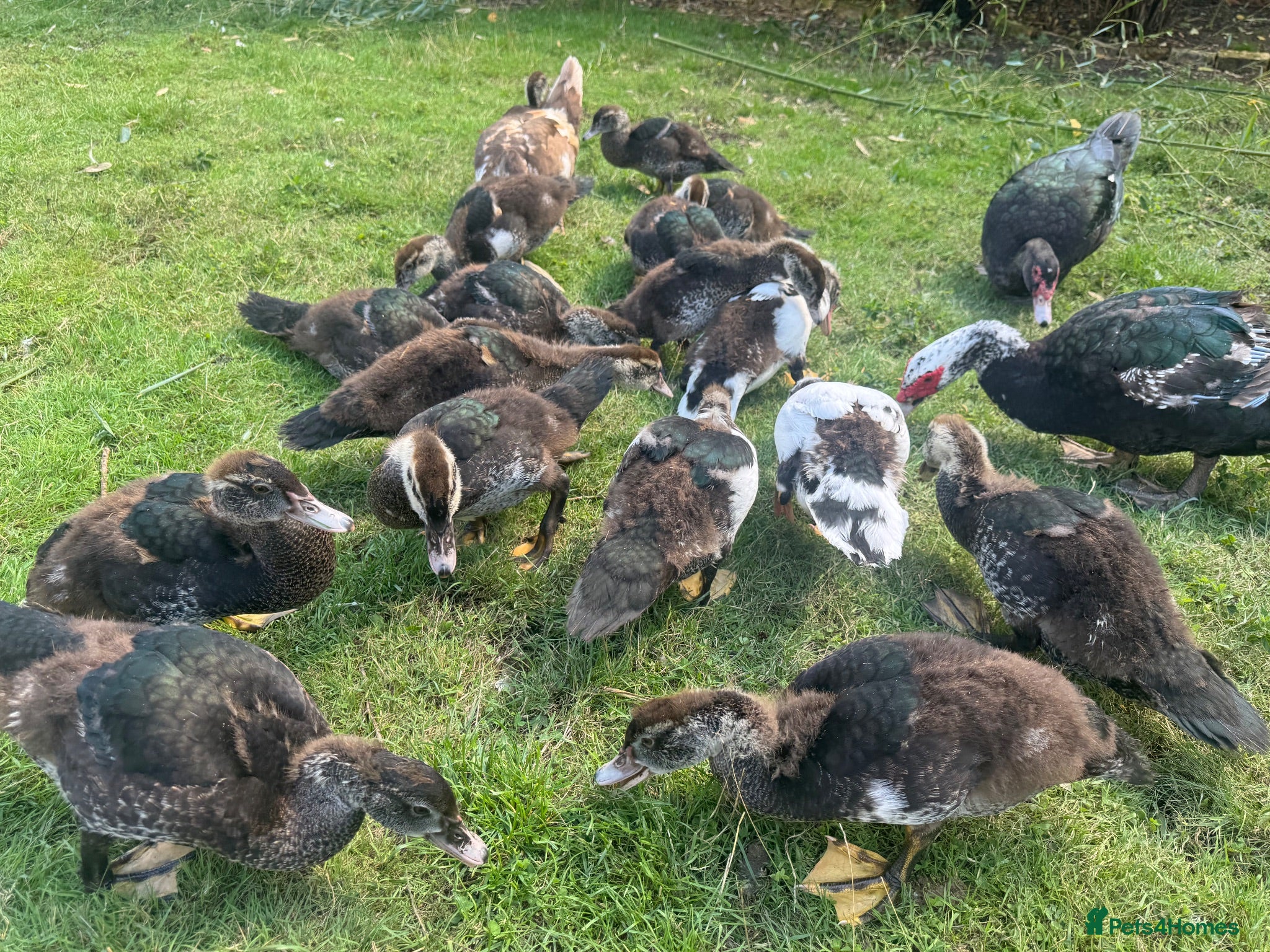 Ducks poultry Muscovy Ducks for sale - Male & Female - Advert 13