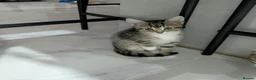 Mixed Breed cats for sale: Kittens for Sale - Advert 3
