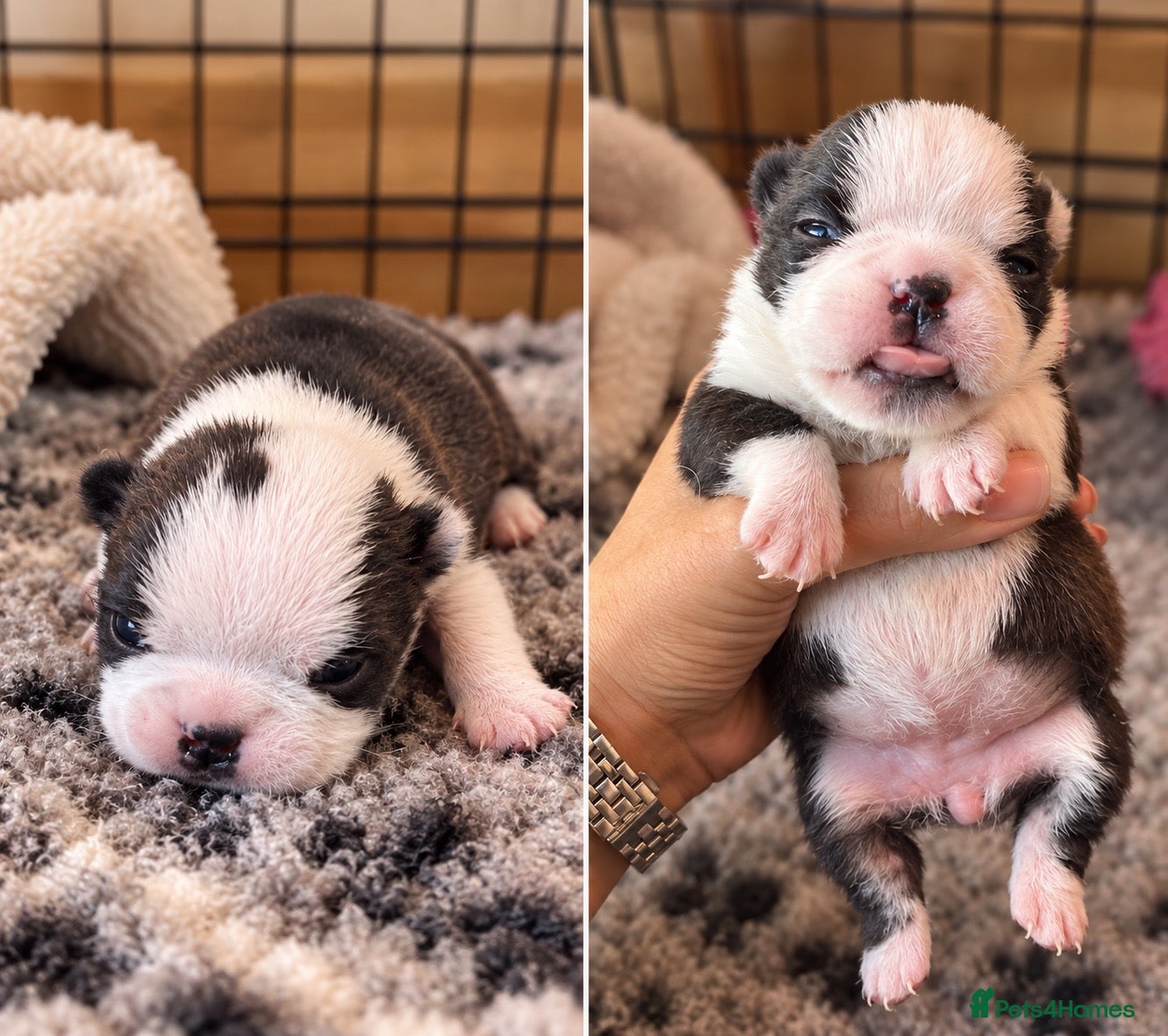 Boston Terrier dogs for sale: Rare opportunity/ KC reg Boston terrier  - Advert 19