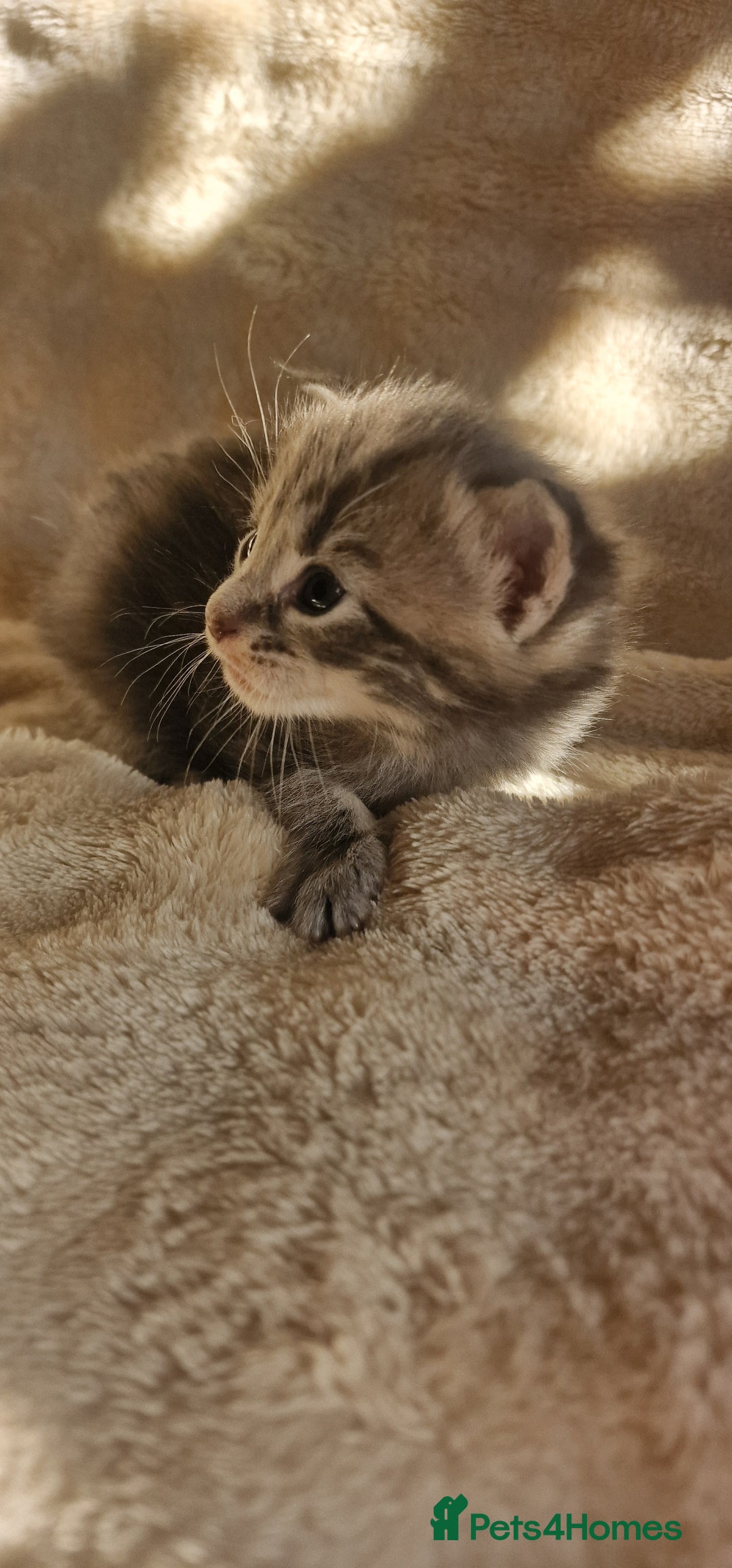 Maine Coon cats for sale: Maine Coon Kittens  - Advert 19
