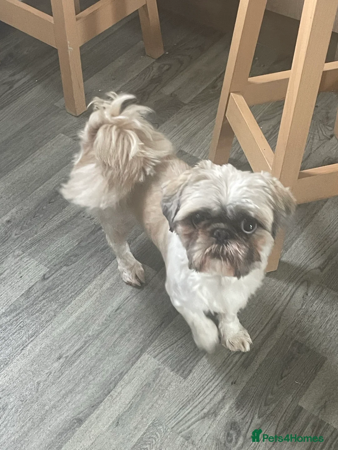 Shih Tzu dogs for stud: For stud ( proven ) in Ashton-under-Lyne - Advert 2