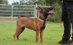 Belgian Shepherd Dog dogs for sale: Belgian Malinois  in Dromore - Image 2