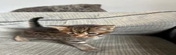 Mixed Breed cats for sale: Bengal x Maine coon kittens  in Rugeley - Advert 4