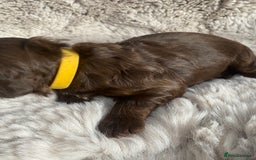 Sprocker dogs for sale: Sprocker puppies  - Advert 6
