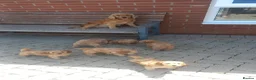 Cockapoo dogs for sale: F1 Cockapoo Puppies - Advert 2