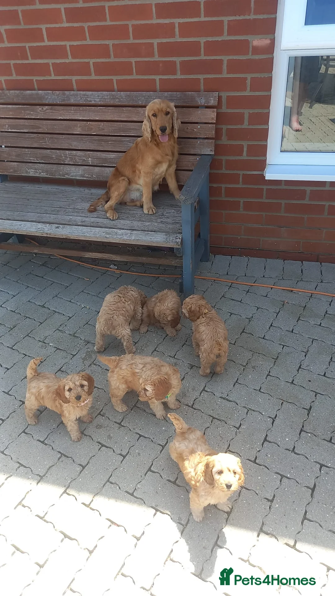 Cockapoo dogs for sale: F1 Cockapoo Puppies - Advert 2