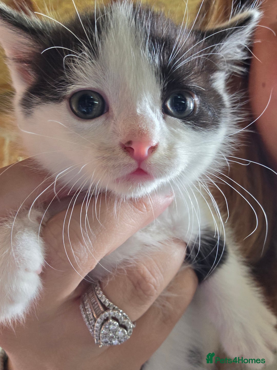 British Longhair cats for sale: 2 kittens ready to go  - Image 2