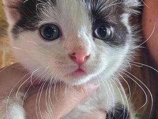 British Longhair cats - Advert 1