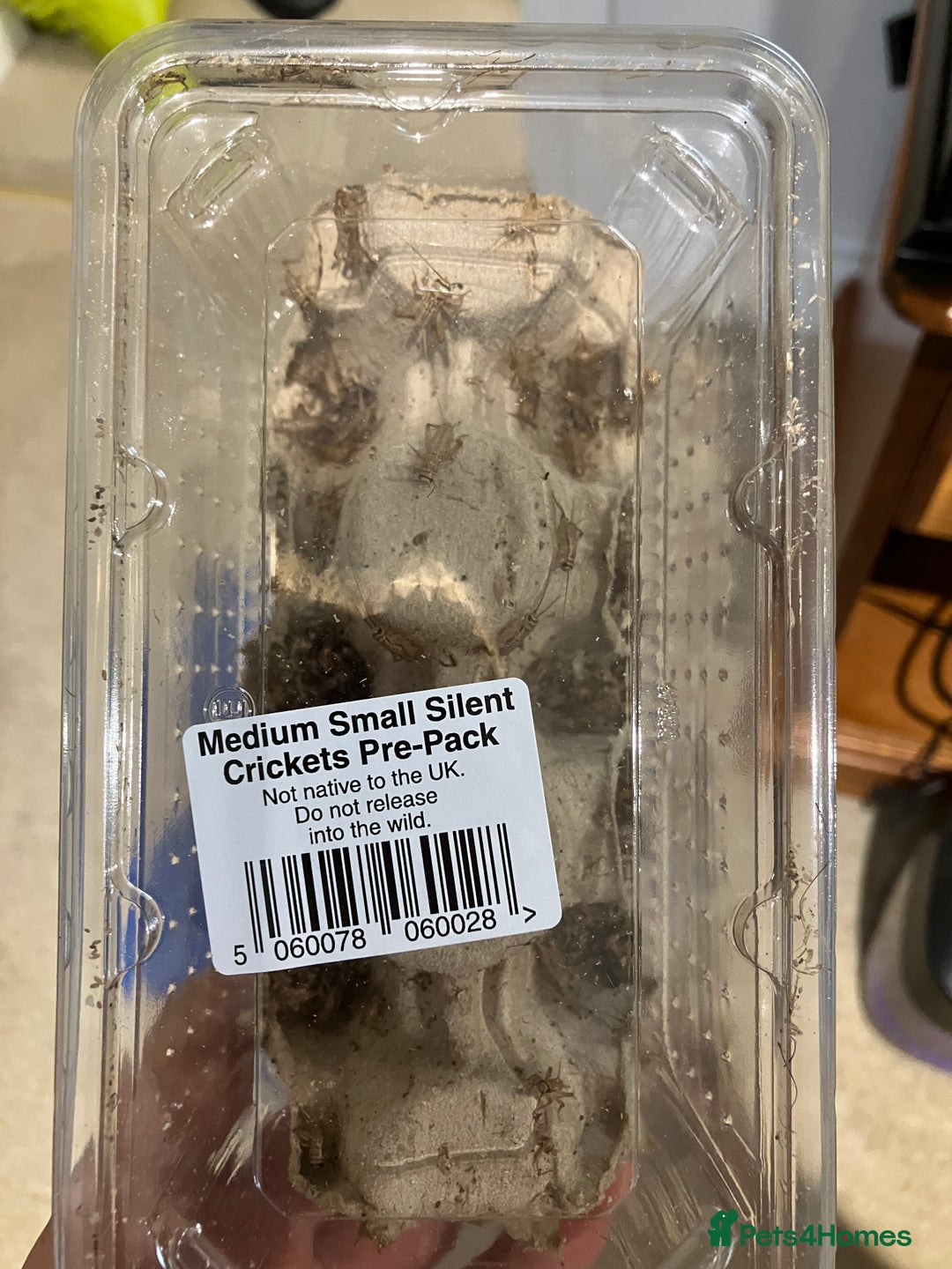 Gecko reptiles for sale: Crested Gecko and set up - Image 14