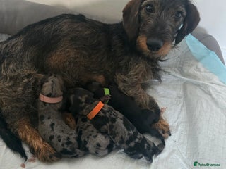 Dachshund dogs 4 beautiful dachshund puppies - Advert 13