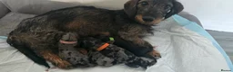 Dachshund dogs for sale: 4 beautiful dachshund puppies  - Advert 1