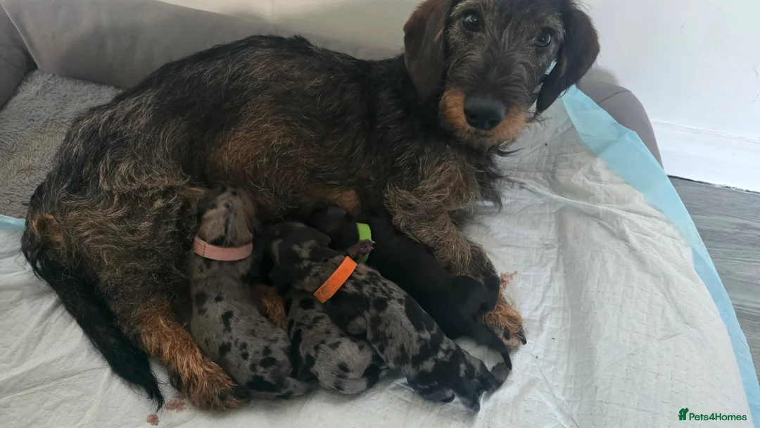 Dachshund dogs for sale: 4 beautiful dachshund puppies  - Advert 1