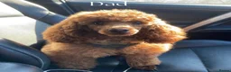 Cavapoo dogs for sale: F1 cavapoo puppies  in Cambridge - Advert 6