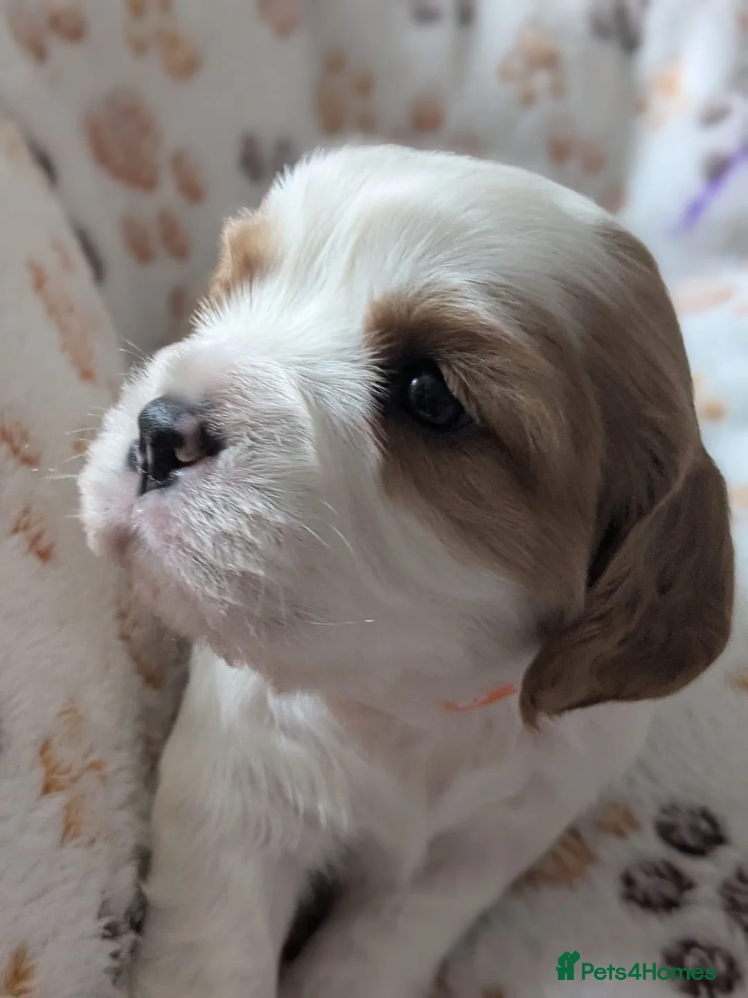 Cavalier King Charles Spaniel dogs for sale: King charles cavalier puppies - Advert 7