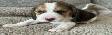 Beagle Puppy 8
