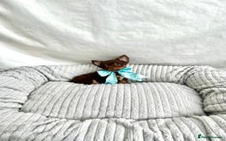 Chihuahua dogs for sale: ** Absolutely stunning tiny Chihuahuas ** - Image 1