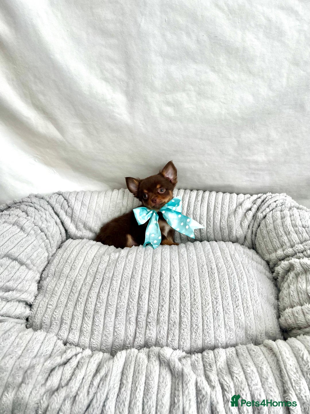 Chihuahua dogs for sale: ** Absolutely stunning tiny Chihuahuas ** - Image 1