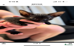 Sphynx cats for sale: Pure sphynx kittens  in Guildford - Image 14