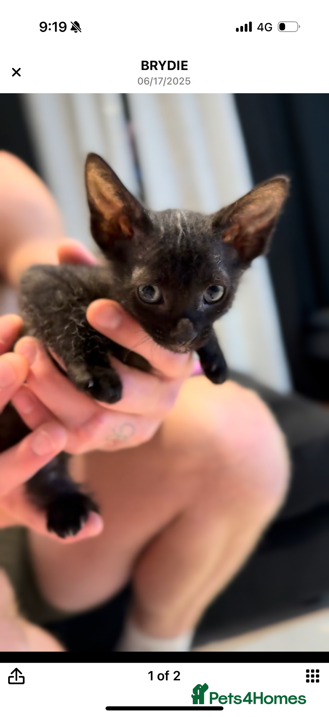 Sphynx cats for sale: Pure sphynx kittens  in Guildford - Image 14