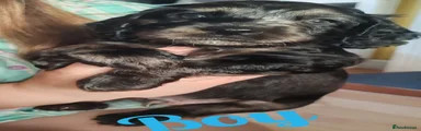Cockapoo 3