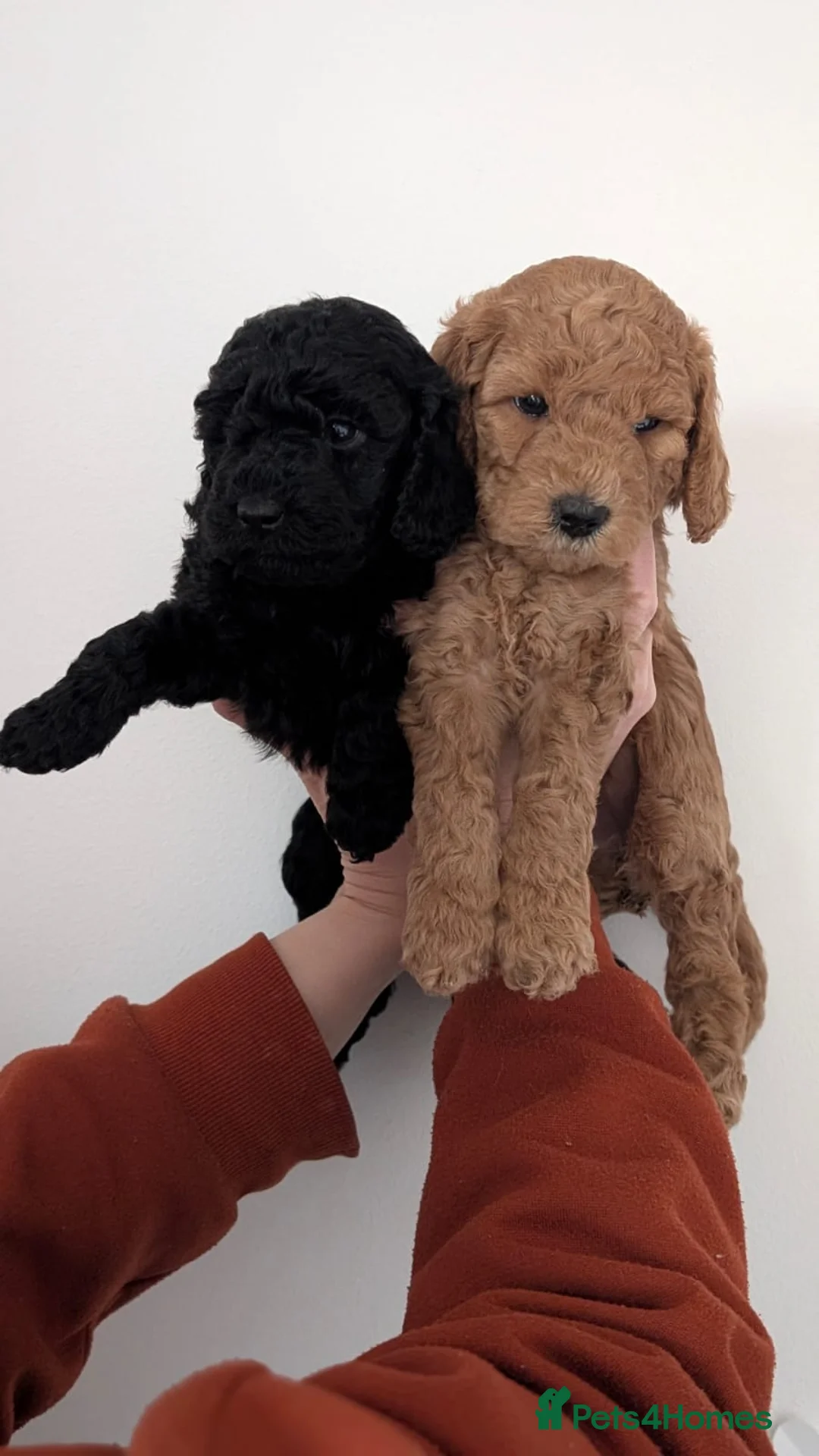Miniature Poodle dogs for sale: Health Tested Miniature Poodles - 6 weeks old - Advert 6