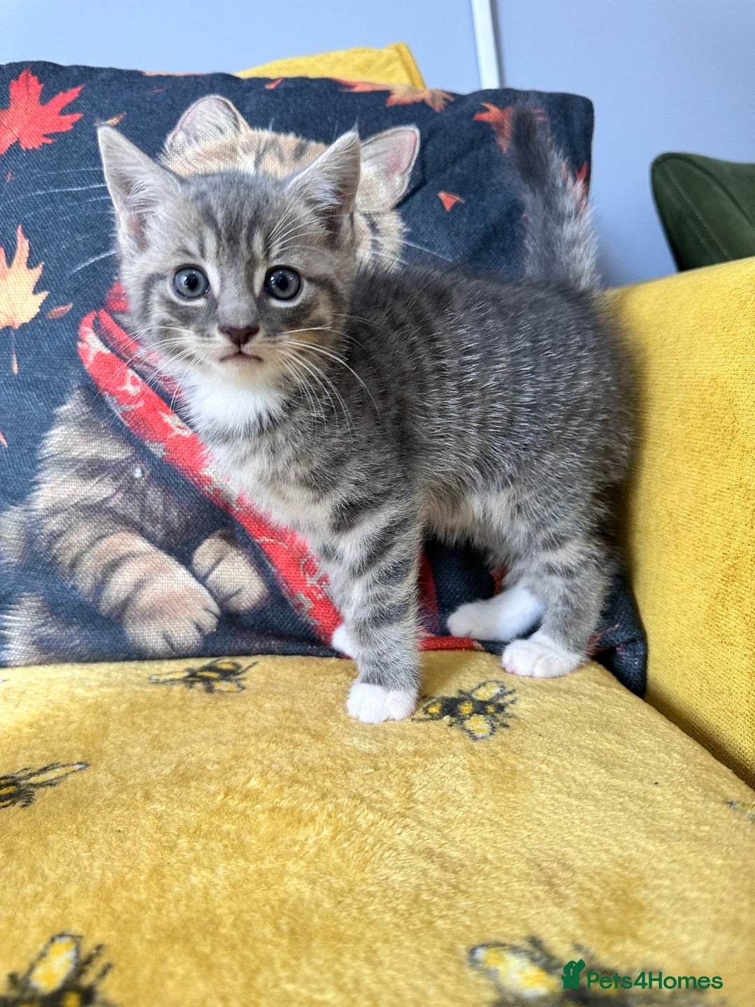 Mixed Breed cats for sale: Kittens for sale - Image 6