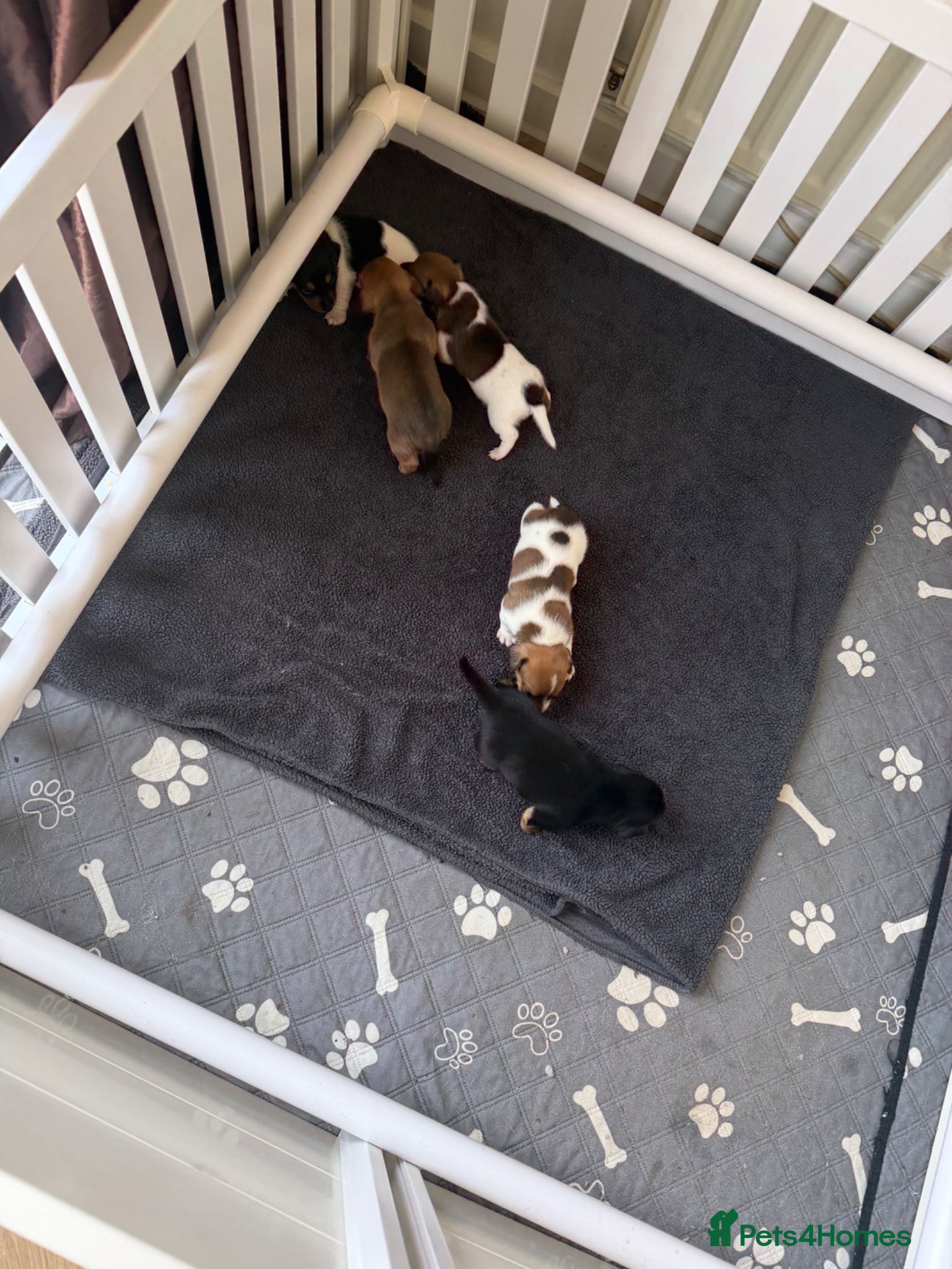 Jack Russell dogs 5 beautiful Jack Russell Puppies  - Advert 2