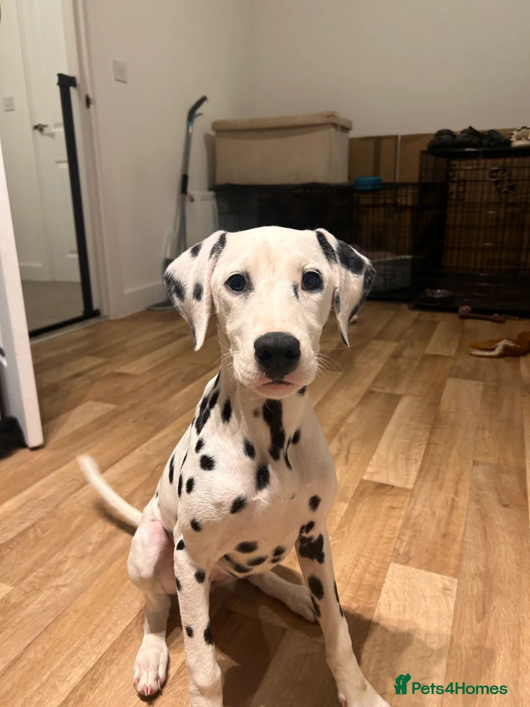 Dalmatian dogs for sale: Dalmatian female  - Advert 3