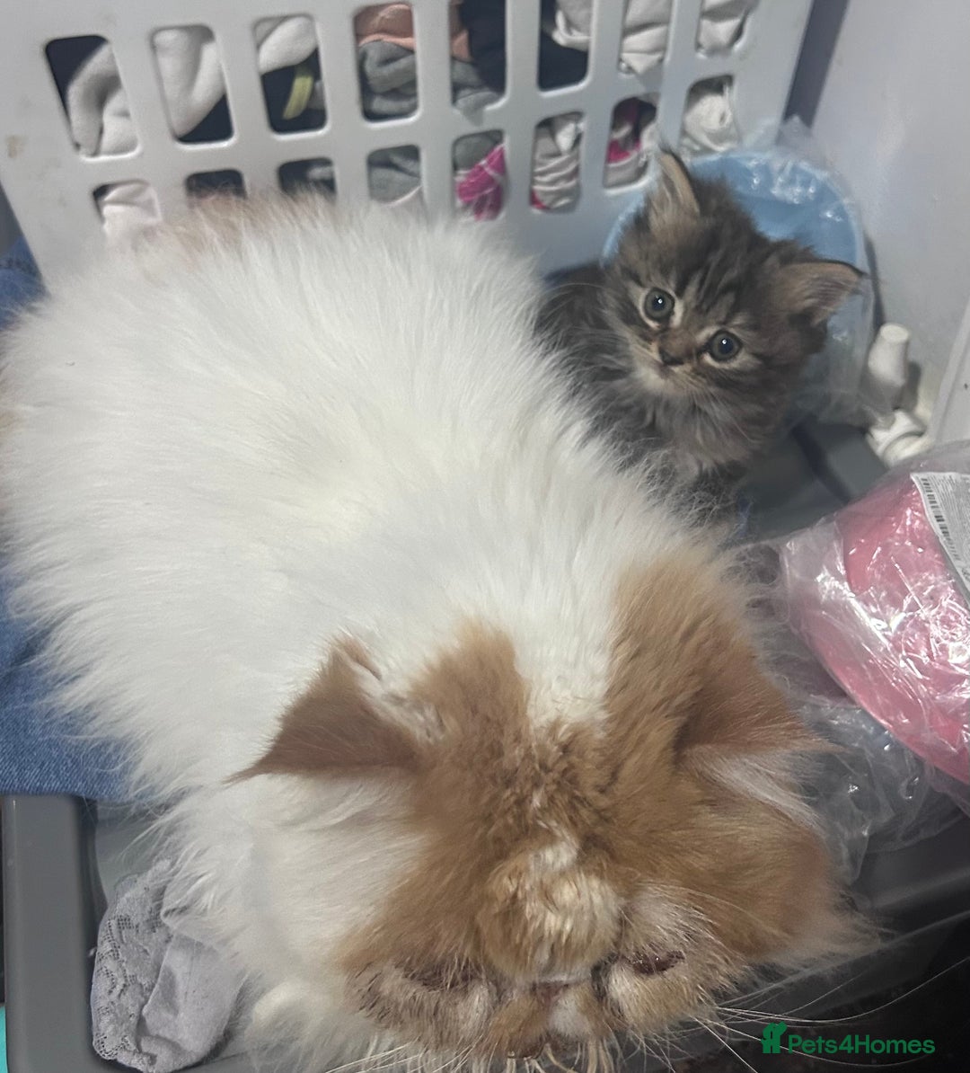 Persian cats for sale: Single female persian - Advert 6